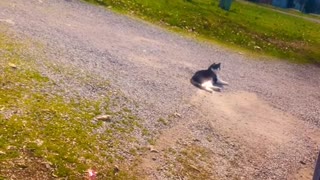 Cat Takes a Nap in a Cop Car