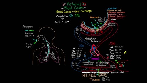 Blood Gases and Gas Exchange _ Arterial Blood Gases