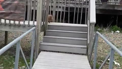 Raccoon Stows Away on Boat