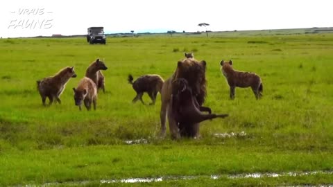 Un lion attaque un phacochère et le dévore vivant | Vraie Faune