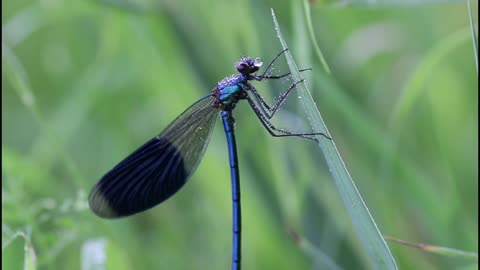 Dragonflies in nature