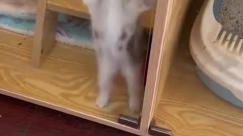 Cat Video Guaranteed to Make You Smile"