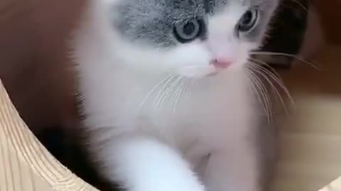 Baby Cats - Funny and Cute Cat Videos Compilation