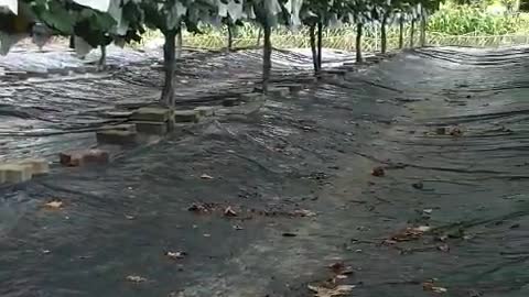 a small vineyard