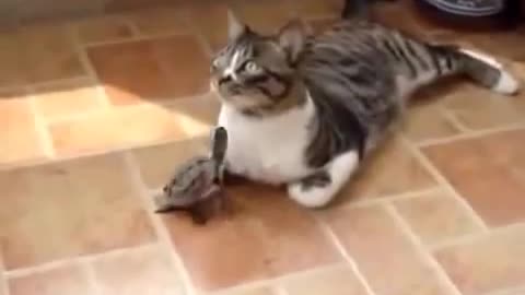 Сat and turtle playing