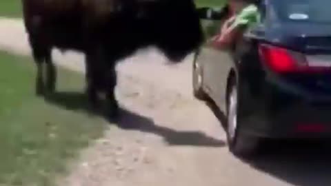 buffalo attacks person hanging out of car.