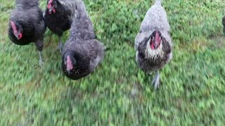 Running Hens