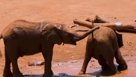 Bébé éléphants Jouant Dans La Boue