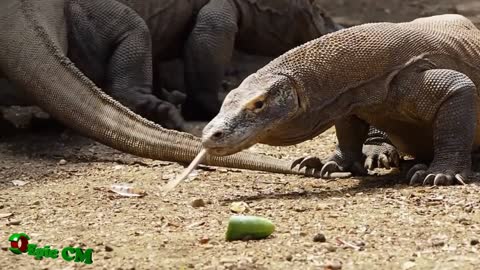 komodo, the largest lizard in the world, komodo island Indonesia
