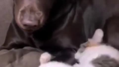 This dog is afraid of a cat #shorts#270, funny cat videos