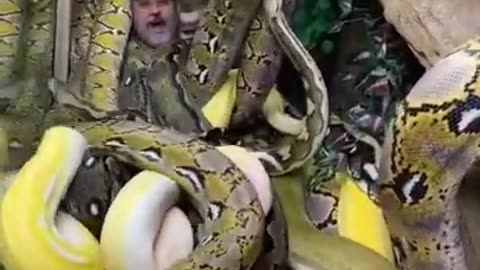 Surrounded By Giant Pythons 😳 #shorts #animals #reptile #giant #snake #python