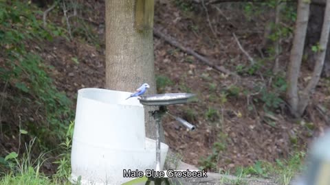 "Feathered Friends: Birdwatching in My Yard" Vol. 2