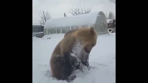 Very funny bear