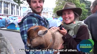 Peaceful Protest in Wellington - The goat at parliament