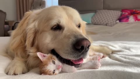 Golden Retriever and Tiny Kitten are Cutest Friends!