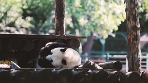 A cute giant panda didn't wake up