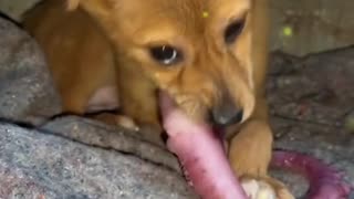 Dogs eating octopus whiskers