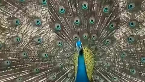 Beautiful peacock dancing