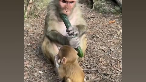 The monkey mother does not care about her son