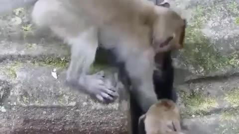 Mother of the Monkey Saves a Baby Monkey Trapped in a Narrow Hole