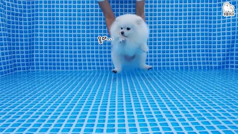 Pomeranian Dog