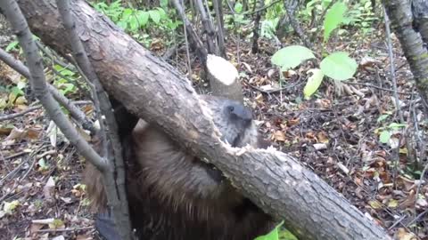 Beaver chews through tree limb_ close up footage_ See how beavers do it