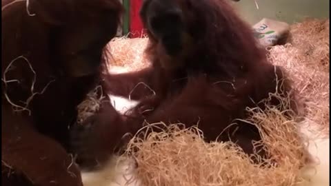 Look, these two chimps are fighting