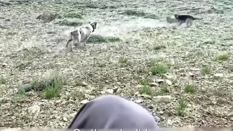 BOY BEING CHASED BY WOLF DOGS SAVING HIM #WOLF #SHEPHERD #DOG #PROTECTOR #VIRAL #empireallani #ALLAN