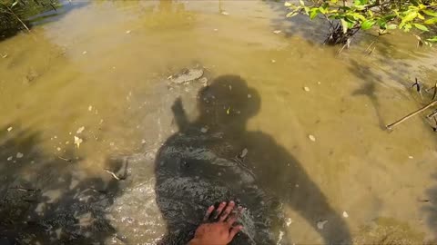 The man who catches mud crabs with bare feet