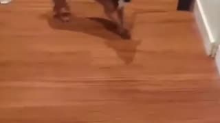 DOG DANCING 🤣