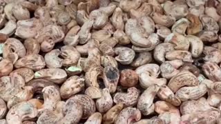 Cashew Nuts in Factory