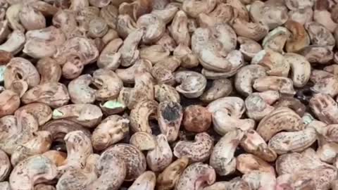 Cashew Nuts in Factory