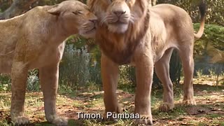 A male lion helps a wild boar run from a lioness