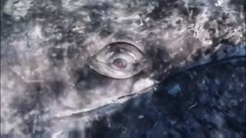 A Whale’s Eye Up Close!👁️