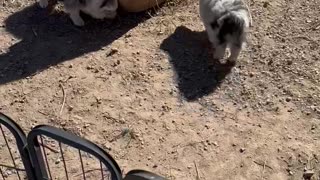 Cat in puppies pen