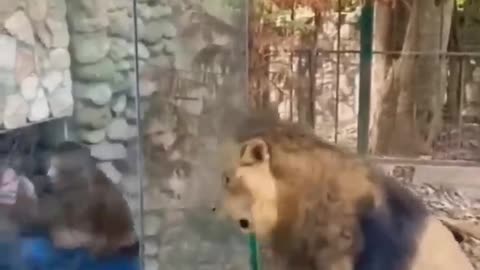 Real Lion on The Hunting Just Go away #shorts #lion.mp4