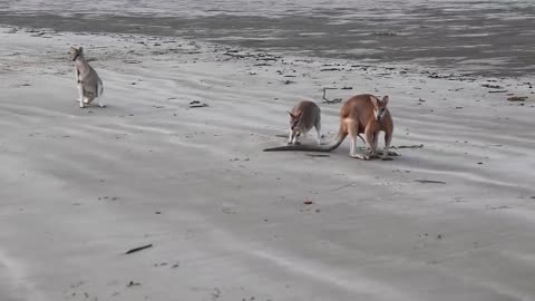 Wallaby Fight on the beach of Cape Hillsborough