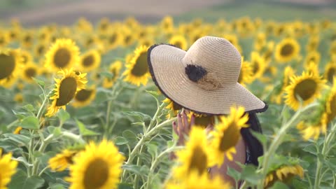 Woman walking in a sunflower field