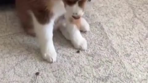 Cute Puppy Training