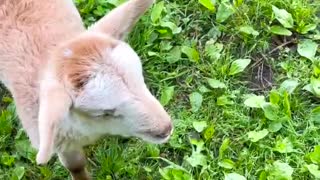 Lamb puppies that will make your day