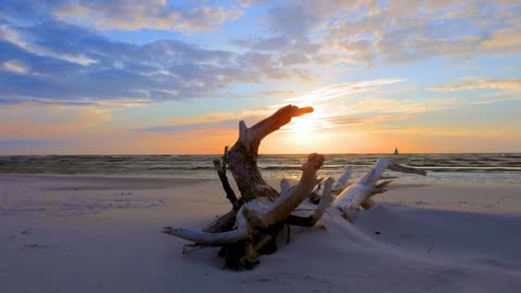 Sea Beach In Sun Set With Tree