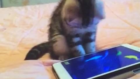 A cat playing games.