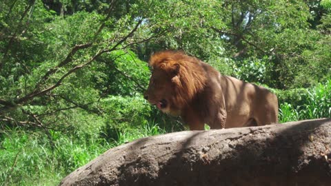 A Lion Had a Satisfying Scratch After Eating A Big Animal