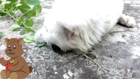 Cute cat playing in the garden