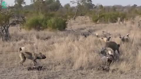 Tragic fate of a hyena dare to steal food from nature