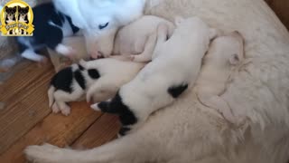 Tender Moments: Little Puppies Nurtured by Their Loving Mothers | Heartwarming Compilation [ASMR]
