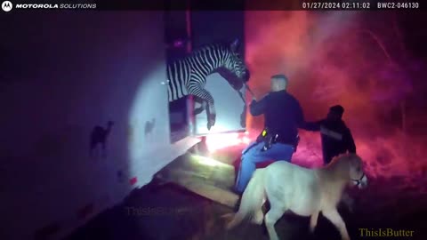 Grant County deputies bodycam video shows fiery circus animal rescue along I-69