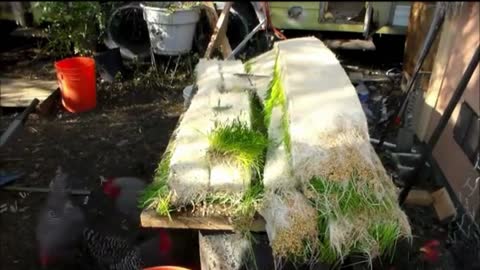 Hydroponic Fodder For Rabbits