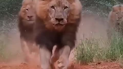 Lion is the king