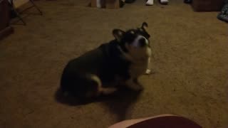 Moonwalking Corgi